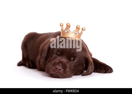 Labrador Retriever. Puppy (6 semaines) dormir, portant une couronne. Studio photo sur un fond blanc. Allemagne Banque D'Images