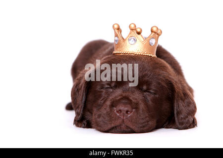 Labrador Retriever. Puppy (6 semaines) dormir, portant une couronne. Studio photo sur un fond blanc. Allemagne Banque D'Images