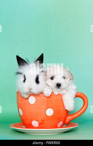 Maltipoo (Maltais x caniche Toy) Puppy et Teddy lapin nain assis dans une grande tasse rouge à pois blancs studio photo Banque D'Images