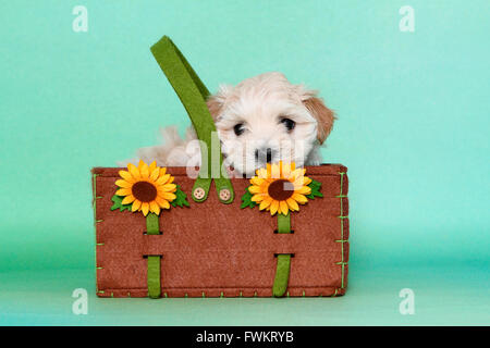 Maltipoo (Maltais x caniche Toy). Chiot dans un sac avec des tournesols. Studio photo sur un fond vert. Allemagne Banque D'Images