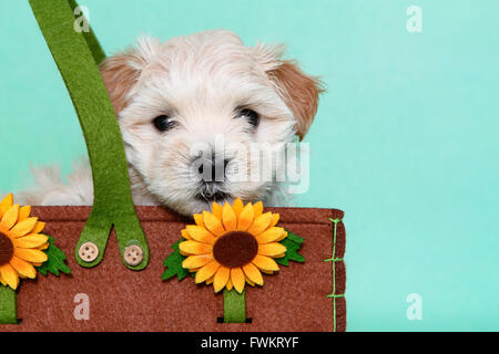 Maltipoo (Maltais x caniche Toy). Chiot dans un sac avec des tournesols. Studio photo sur un fond vert. Allemagne Banque D'Images