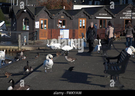 Les Cygnes tuberculés oies et canards se mêler aux touristes et visiteurs par le front de la Bowness-on-Windermere Lake District Cumbria England Banque D'Images