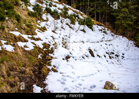 Forêt d'hiver dans les Alpes Banque D'Images