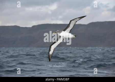 - L'Albatros de Buller Thalassarche bulleri. Îles Chatham, en Nouvelle-Zélande. Banque D'Images