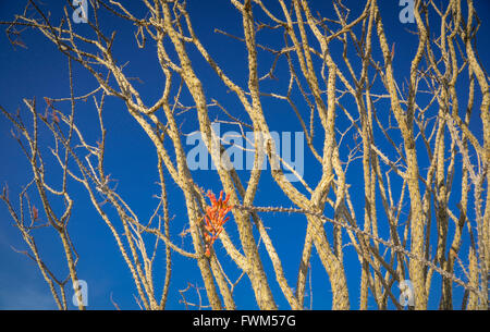 La région de Joshua Tree National Park, Californie Banque D'Images