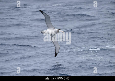 Albatros des antipodes - Diomedea antipodensis Banque D'Images