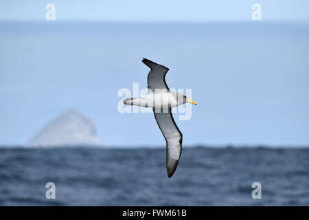 L'Île Chatham - Albatross Thalassarche eremita Banque D'Images