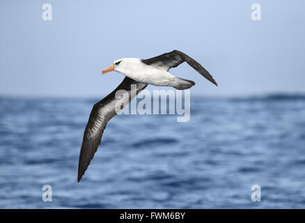 L'île Campbell - Thalassarche impavida Albatros Banque D'Images