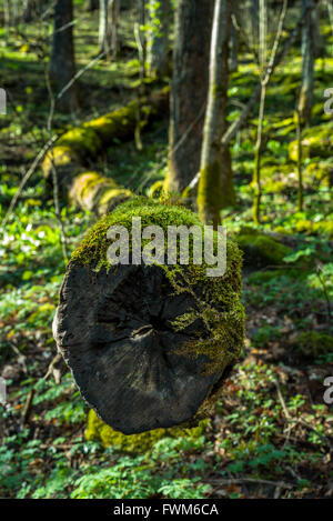 Fin de l'arbre tombé dans les bois couvertes de mousse verte Banque D'Images