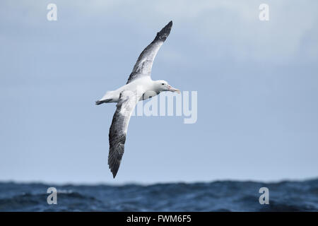 Le sud de l'Albatros - Diomedea epomophora Royal Banque D'Images