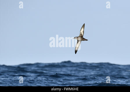 - Puffin fuligineux Puffinus griseus Banque D'Images