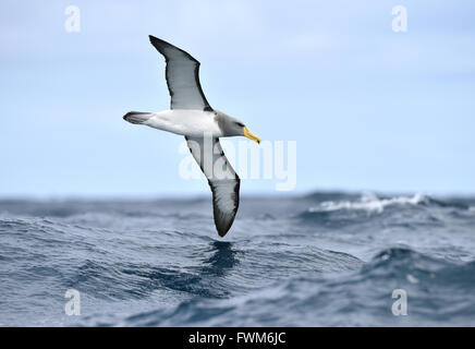 L'Île Chatham - Albatross Thalassarche eremita Banque D'Images