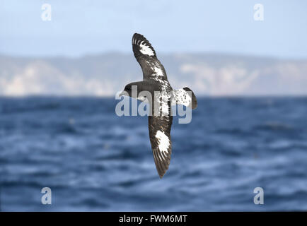 Cape Petrel Daption capense - Banque D'Images