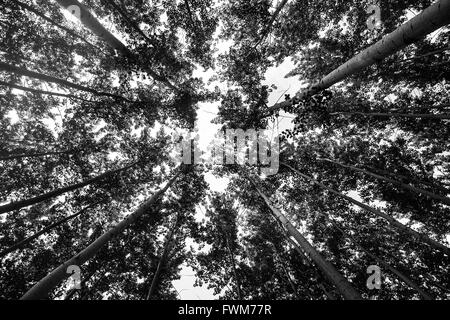 Paysages de l'Australie Banque D'Images