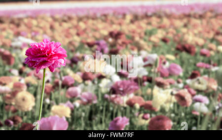 Une seule fleur rose se détache sur une mer terne de fleurs. Banque D'Images