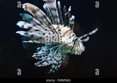 Zebra poissons nageant dans l'eau profonde Banque D'Images