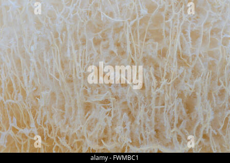 Luffa texture background Banque D'Images