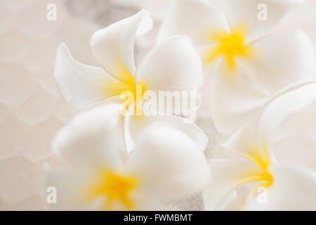 Plumeria blossoms sur table en verre qui a une grande tendance look martelé Banque D'Images