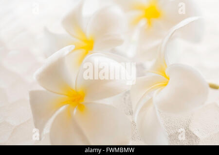 Plumeria blossoms sur table en verre qui a une grande tendance look martelé Banque D'Images