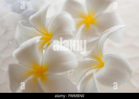 Plumeria blossoms sur table en verre qui a une grande tendance look martelé Banque D'Images