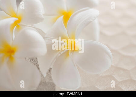 Plumeria blossoms sur table en verre qui a une grande tendance look martelé Banque D'Images