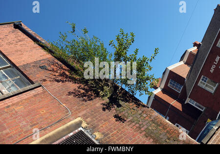 Un grand arbre plante prendre racine dans la maçonnerie d'un bâtiment du centre-ville sur l'eau de pluie de la descente d'causant quelques dégâts. England UK Banque D'Images