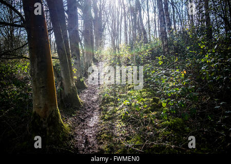 La lumière du soleil filtre à travers la forêt, Worcestershire, Royaume-Uni. Banque D'Images