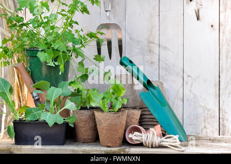 La laitue et le chou des semis en pots de tourbe sur plan de jardin en bois Banque D'Images