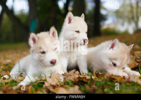 Chiot Husky trois sur les feuilles en automne Banque D'Images