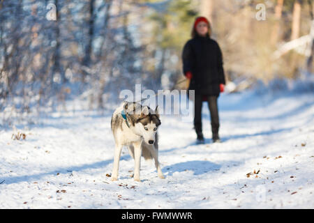 Adolescente avec un chien husky à l'heure d'hiver Banque D'Images