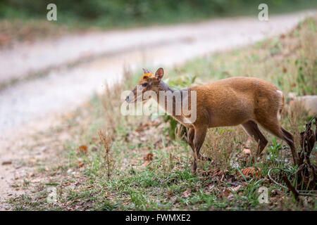 [Muntiacus muntjak muntjac indien] ou aboyant deer à Jim Corbett National Park, Inde. Banque D'Images