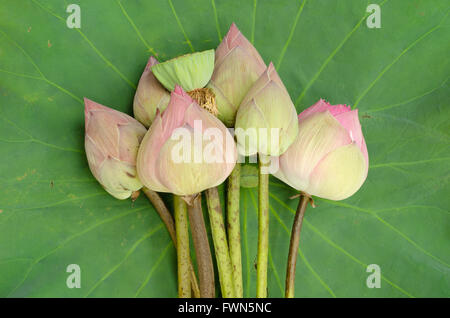 Sur feuille de lotus Nelumbo nucifera background Banque D'Images