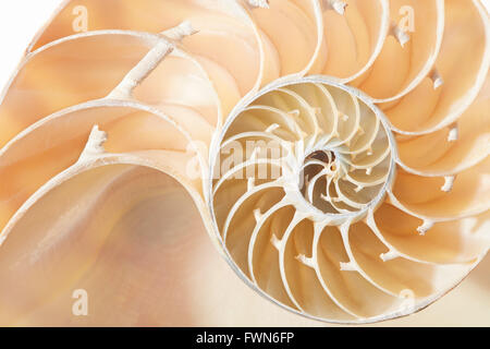 Nautilus shell article motif de fond Banque D'Images