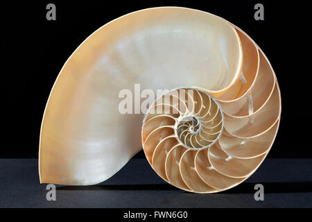 Coquille de nautile, Fibonacci sur noir, clipping path Banque D'Images