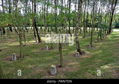 Lignes d'arbres dédiés au Bois de la paix (le bois de la paix), près de Bastogne, Belgique wallonne,. Banque D'Images