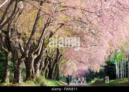 Sakura rose blossom dans la province du nord de la Thaïlande Banque D'Images