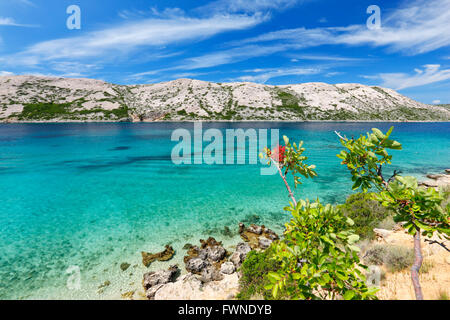 Nature Paysage de l'île de Rab en Croatie Banque D'Images