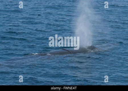 Rorqual de Bryde (Balaenoptera edeni ou Balaenoptera brydei, soufflant à la surface, montrant la tête et blowholes, Maldives, océan Indien Banque D'Images