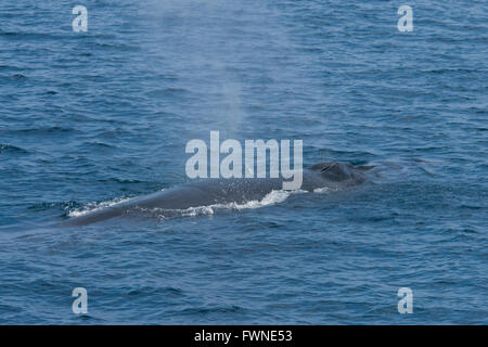 Rorqual de Bryde (Balaenoptera edeni ou Balaenoptera brydei, soufflant à la surface, montrant la tête et blowholes, Maldives, océan Indien Banque D'Images