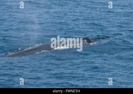 Rorqual de Bryde (Balaenoptera edeni ou Balaenoptera brydei, surfaçage montrant head & blowholes, dans les Maldives, l'Océan Indien Banque D'Images