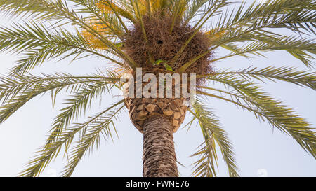 Les perroquets verts sur le palm à Barcelone Banque D'Images