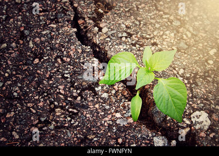 Croissance des plantes à partir de la fissure dans l'asphalte Banque D'Images