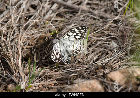 En marbre blanc, espagnol Melanargia ines, papillon reposant sur des plantes sèches. L'Andalousie, espagne. Banque D'Images