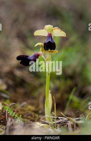 Wild Orchid, Ophrys atlantica, Atlas Orchid, Andalousie, Sud de l'Espagne. Banque D'Images