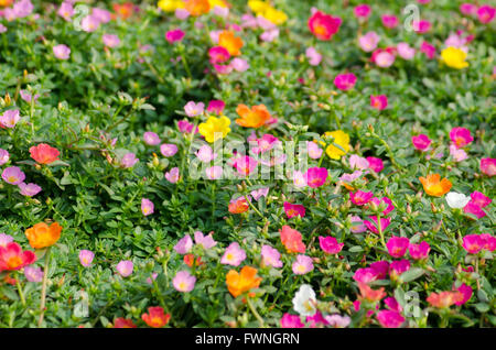 Pourpier fleur Banque D'Images