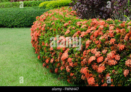 Ixora fleur dans jardin Banque D'Images