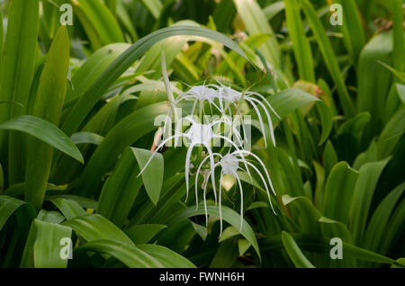 Lys araignée, ou Crinum Lily Banque D'Images