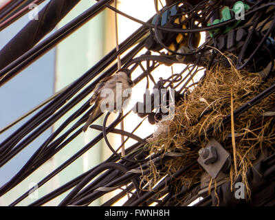 La famille d'oiseaux vivent dans leur nid sur ligne électrique Banque D'Images