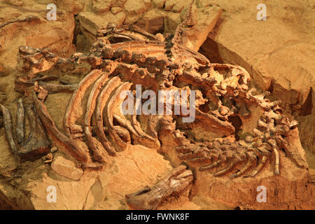 Fossile de dinosaure au site de recherches en Thaïlande Banque D'Images