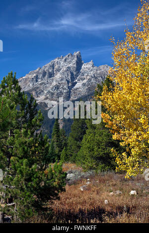 WYOMING - tremble dans la couleur de l'automne brillant et Teewinot Mountain de Jenny Lake Visitor Center à Grand Teton National Park. Banque D'Images